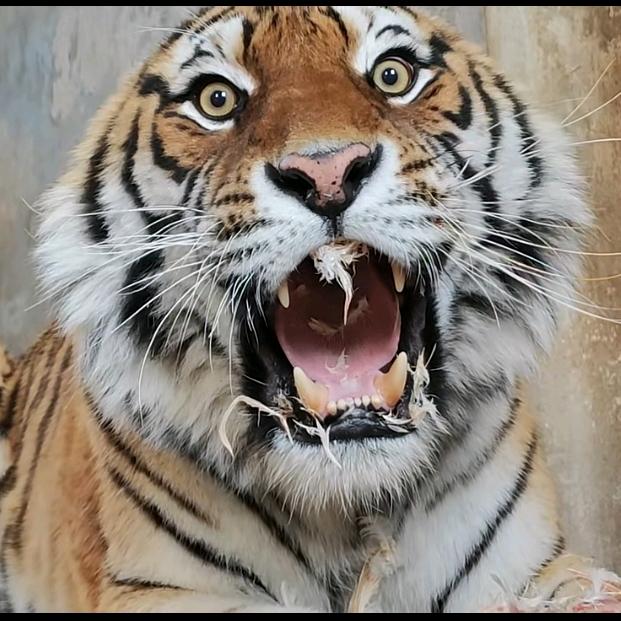 🐯是那个饲养员啊🐅
