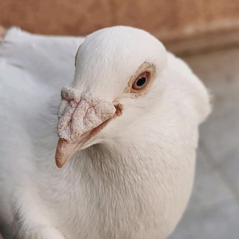 谁懂我心