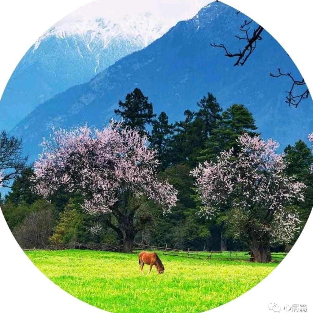 暮雨放鹤人
