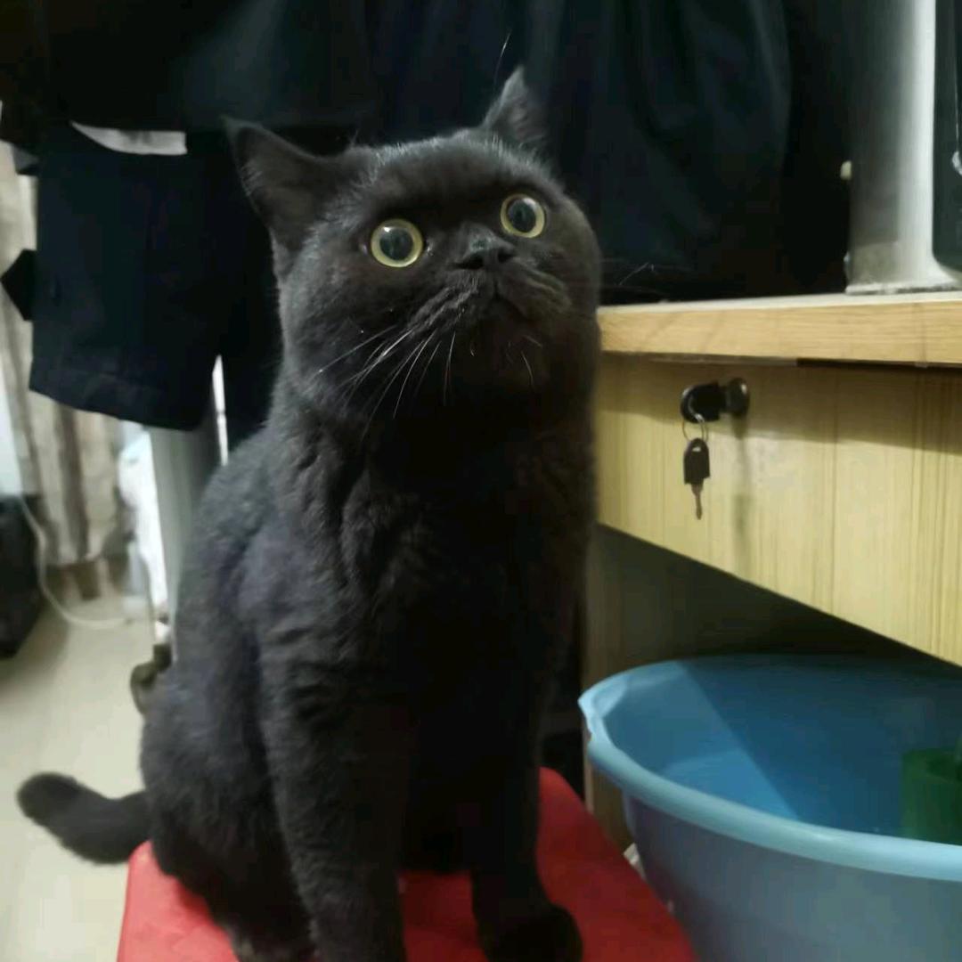 相见欢