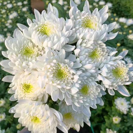 ❤️💞心若向阳🍎🍎鲜切花种植