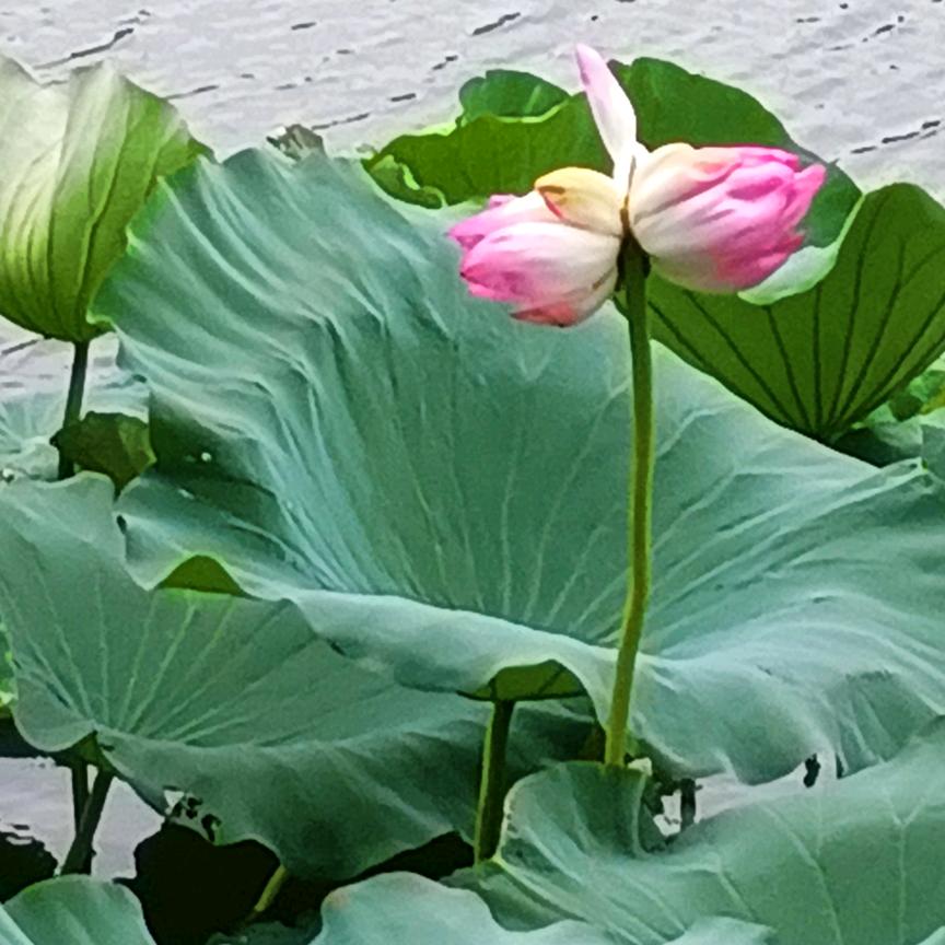 随缘