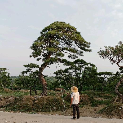 江苏绿友景观松基地