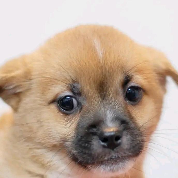 狼狗🐺