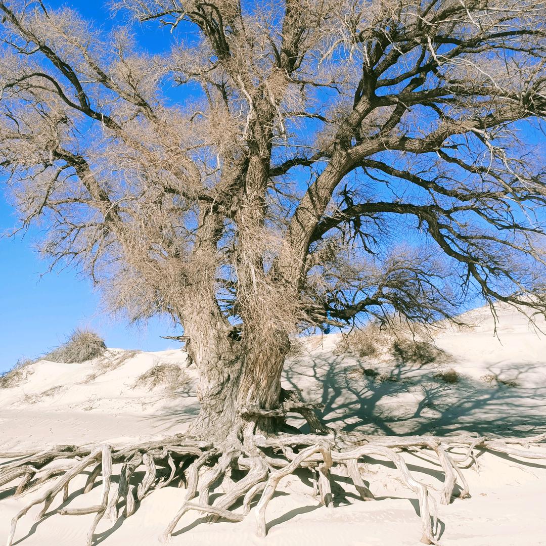 沙漠草原领队李哥
