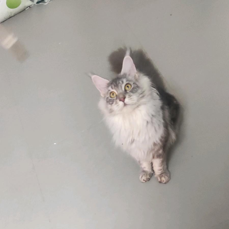 乱谈话。缅因猫