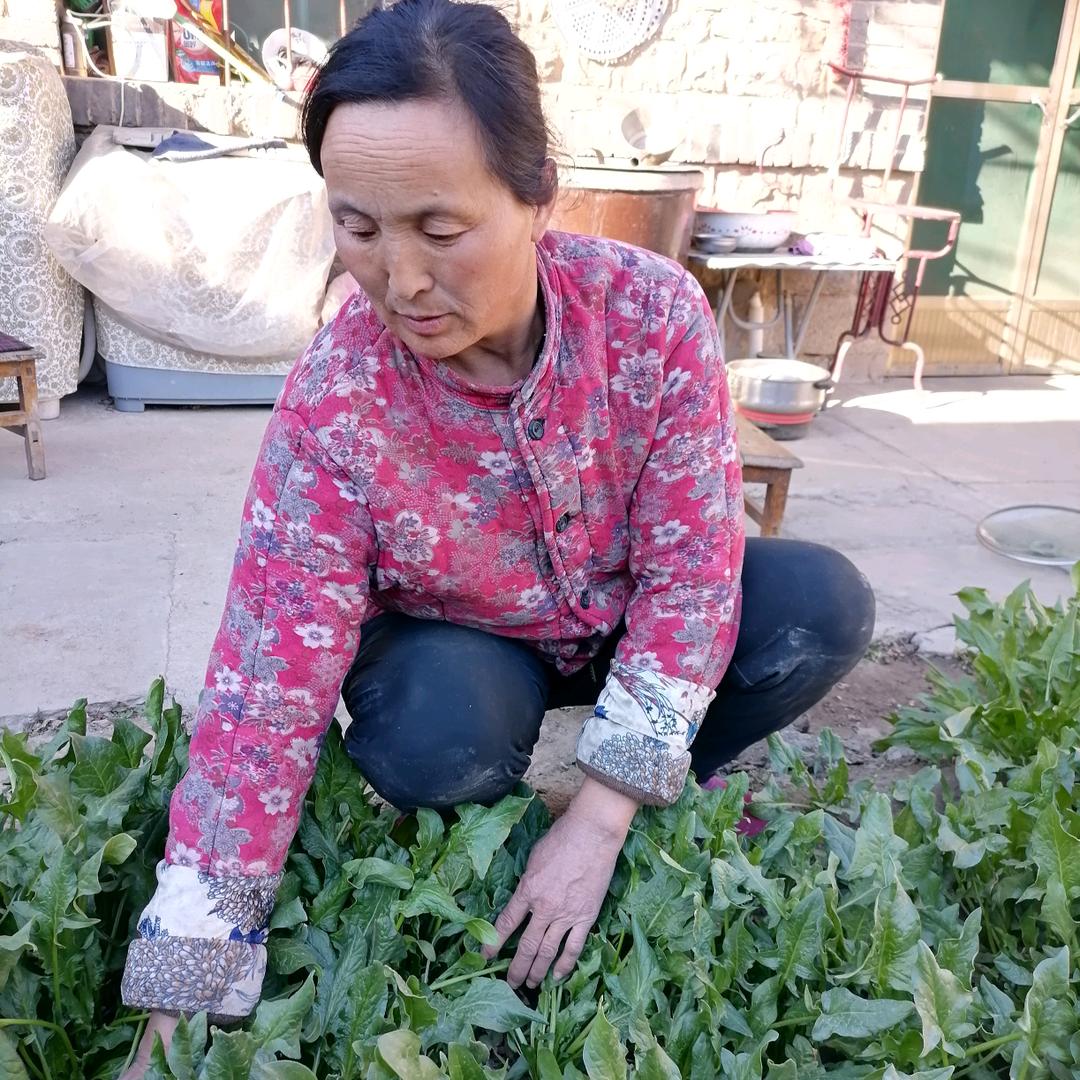 西大吴梅子