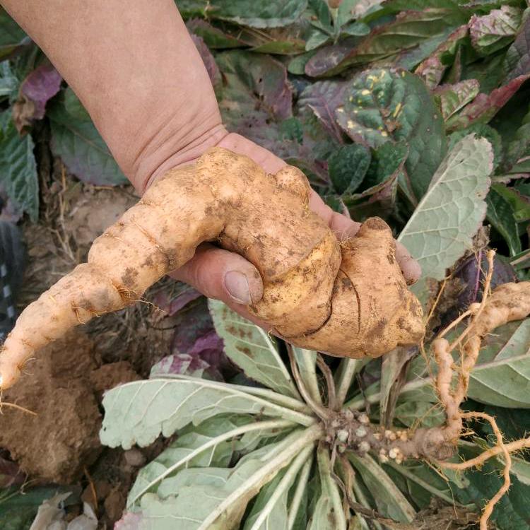 吴氏生地种植基地