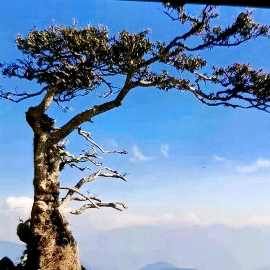 刘红虎的小店师宗大同千木盆景园艺场