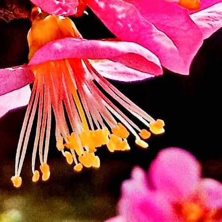 风清雅韵🌸🌸（大号）