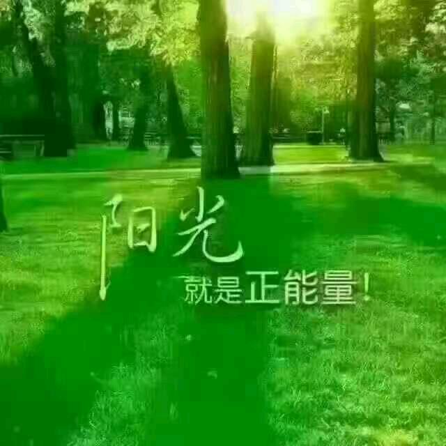 汉中金银花