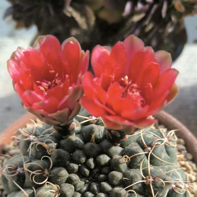 :永！念！2081545