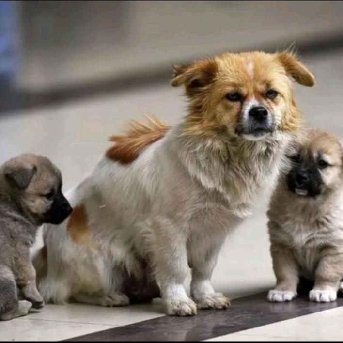 西藏流浪动物保护救助