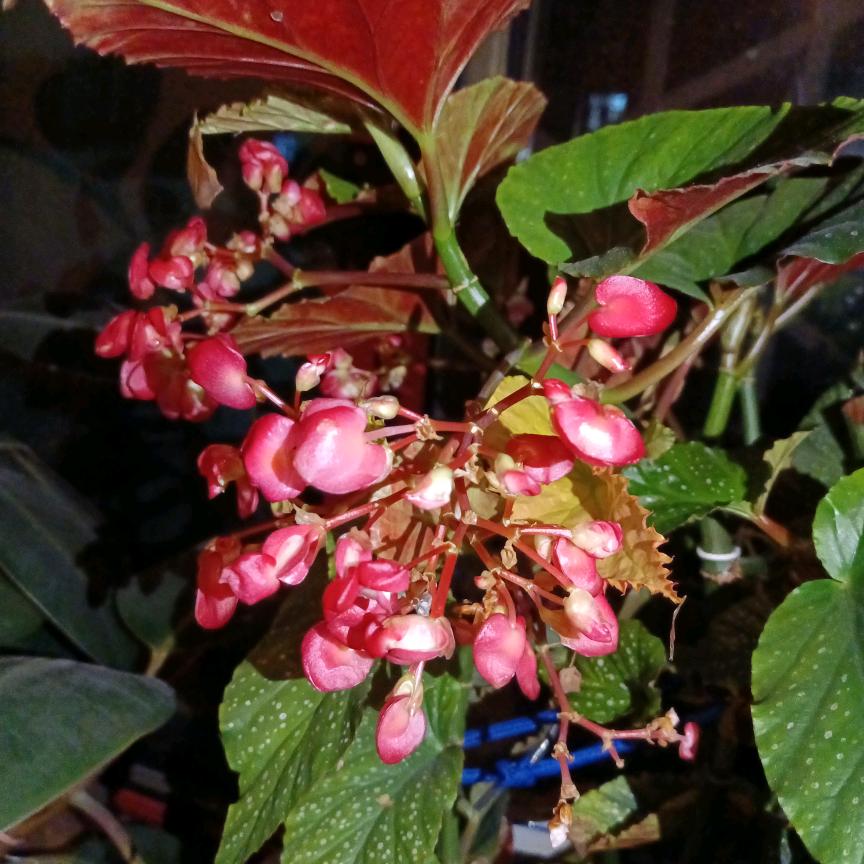 花开明月