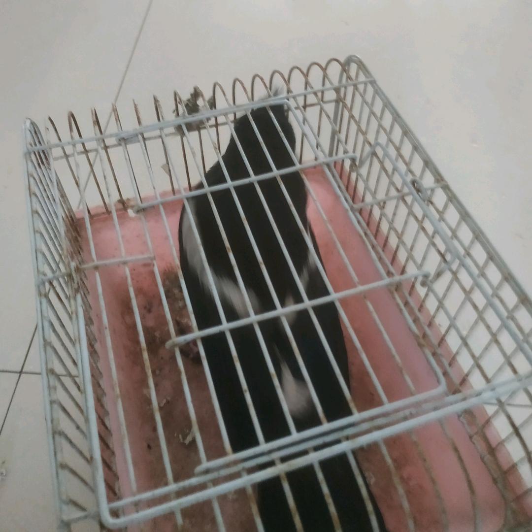 ξ