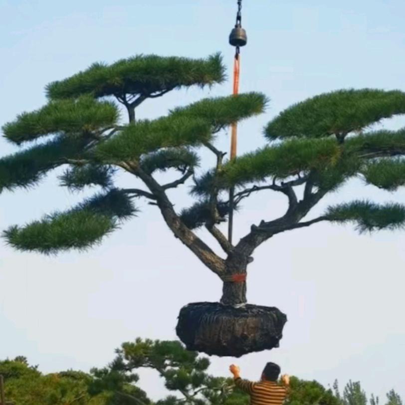 禾森精艺园林