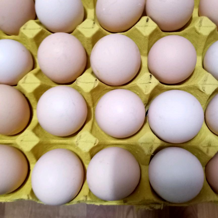 双创蛋王，零售批发