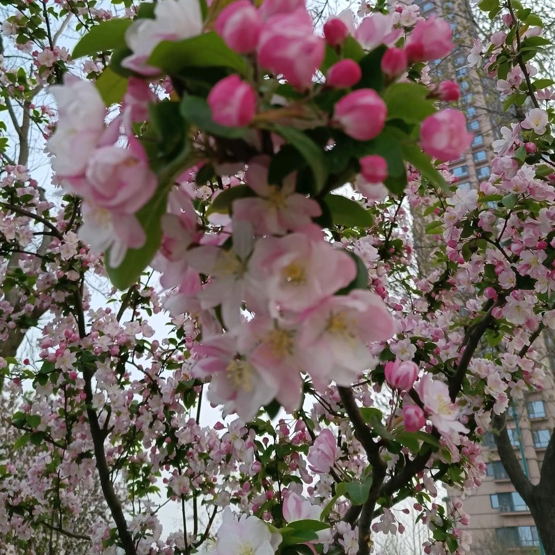 🔥带刺的玫瑰🔥