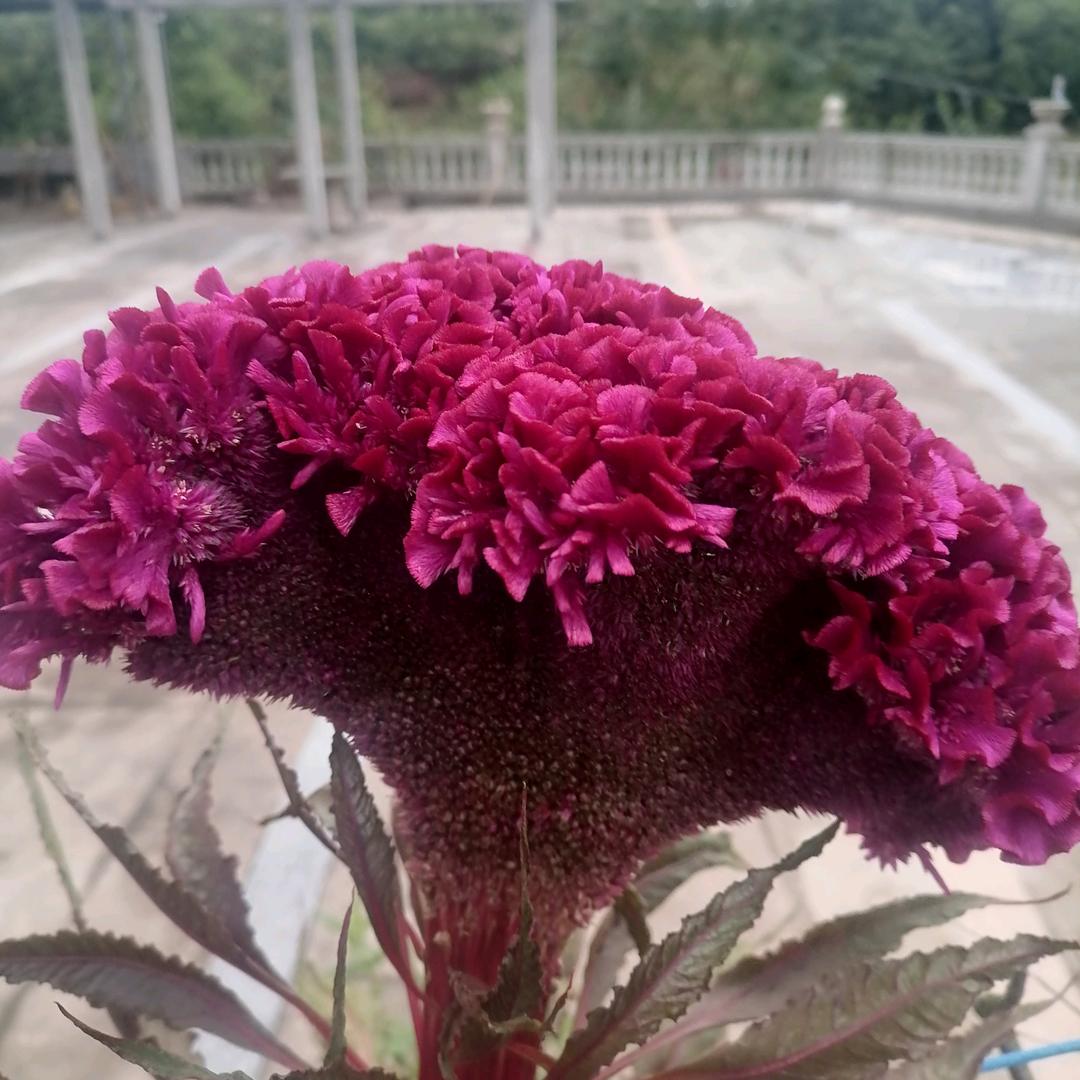 中（好物优选）