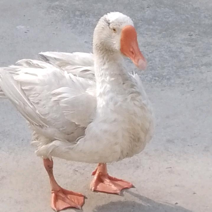 在巴黎街头喝绿茶