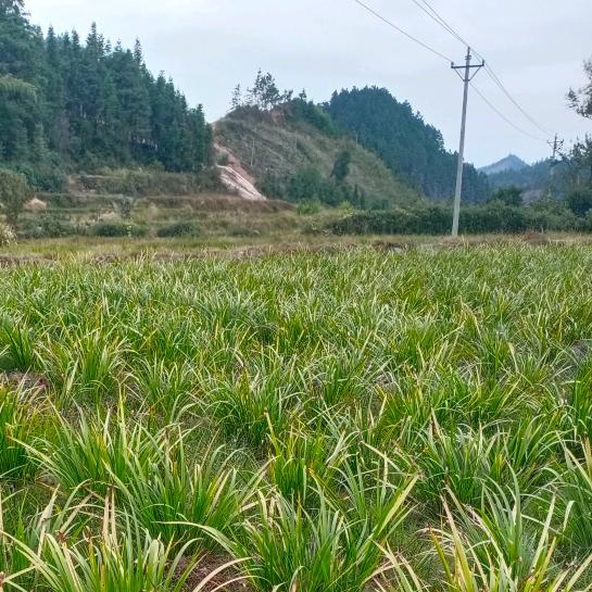 三少：山奈农庄