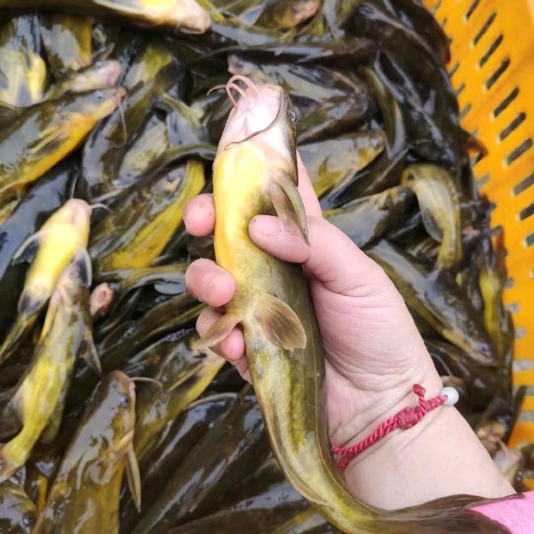 四大家鱼养殖基地