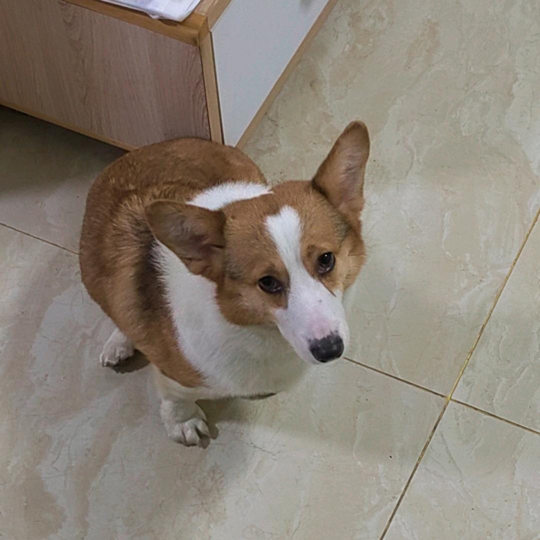 吴胖胖
