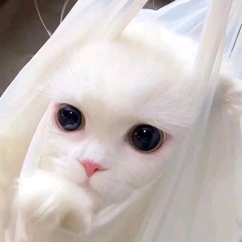 white ouo