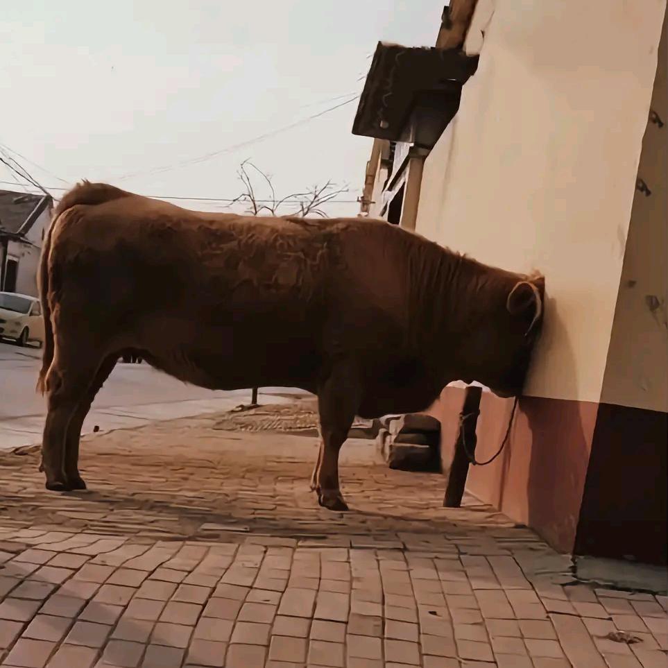 今       朝