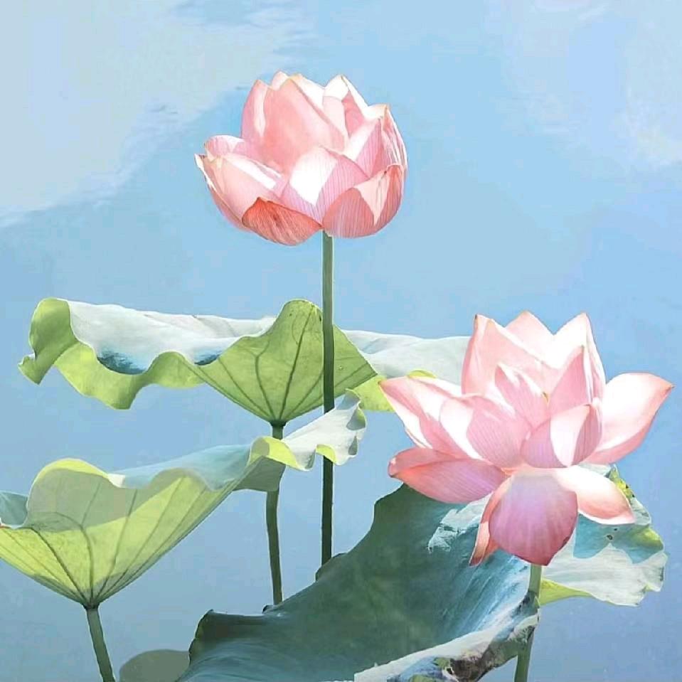 带剌的玫瑰