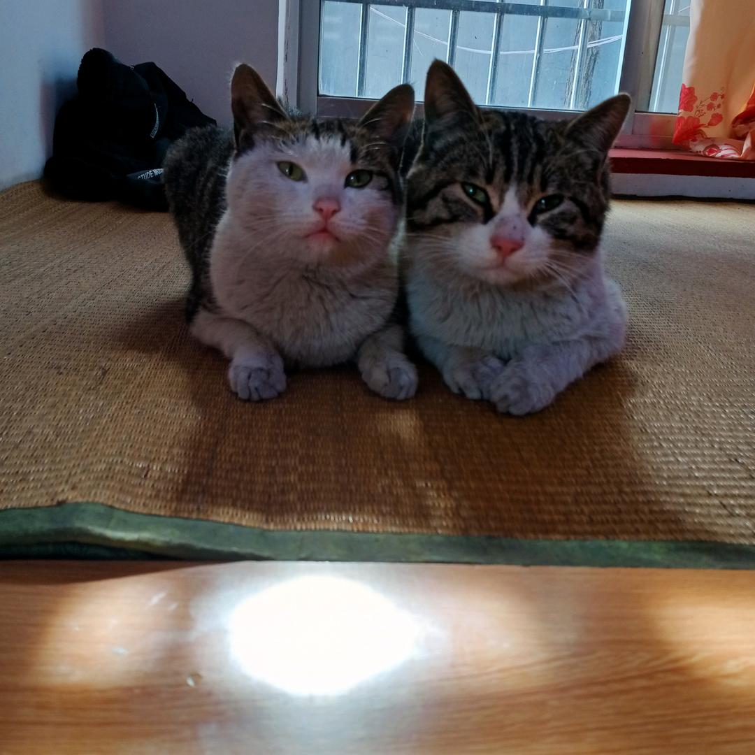 清风很萌