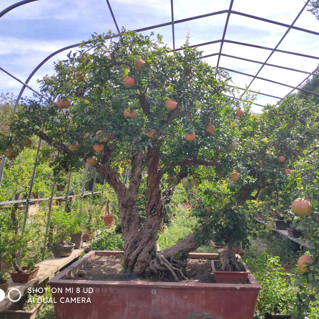 颐正精品石榴盆景景观树