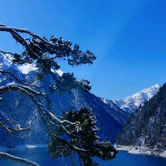 松涛听韵