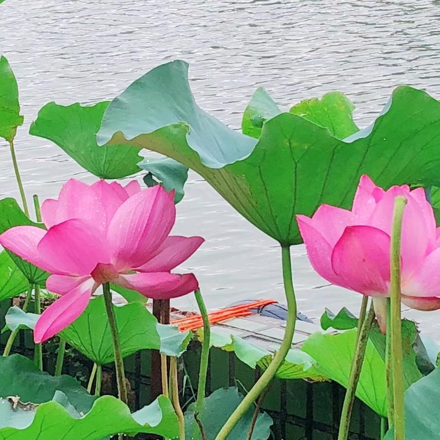 丛子越