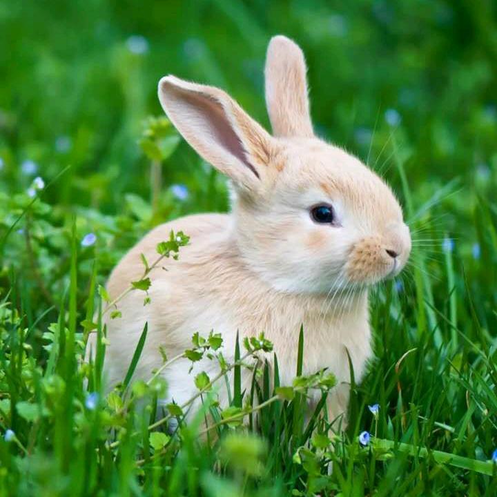 🐰℘¹⁹₈₇℘࿐🐰