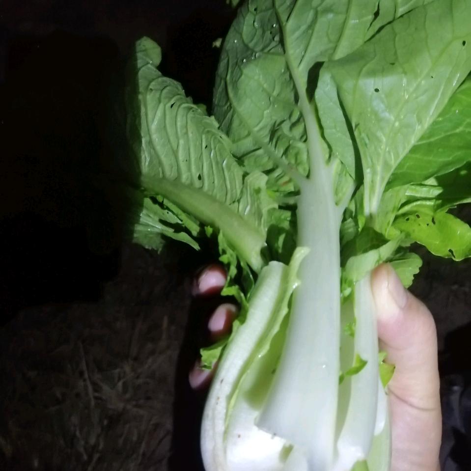 燕.没烦恼👧🏻