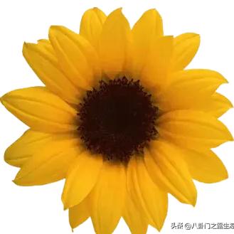 清风徐来，