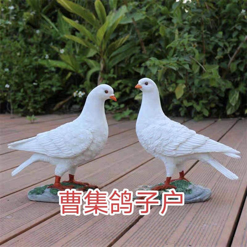 曹集~鸽子