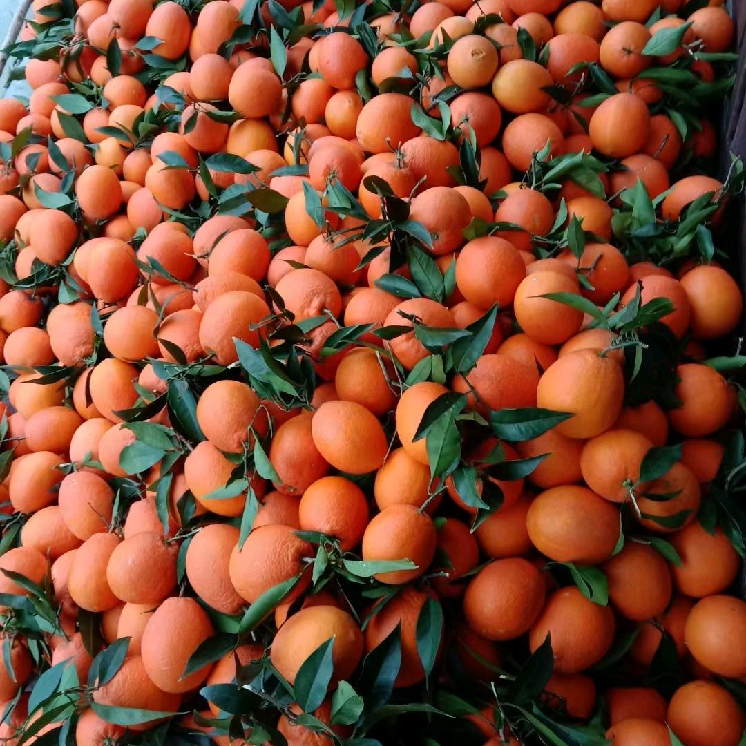 重庆奉节