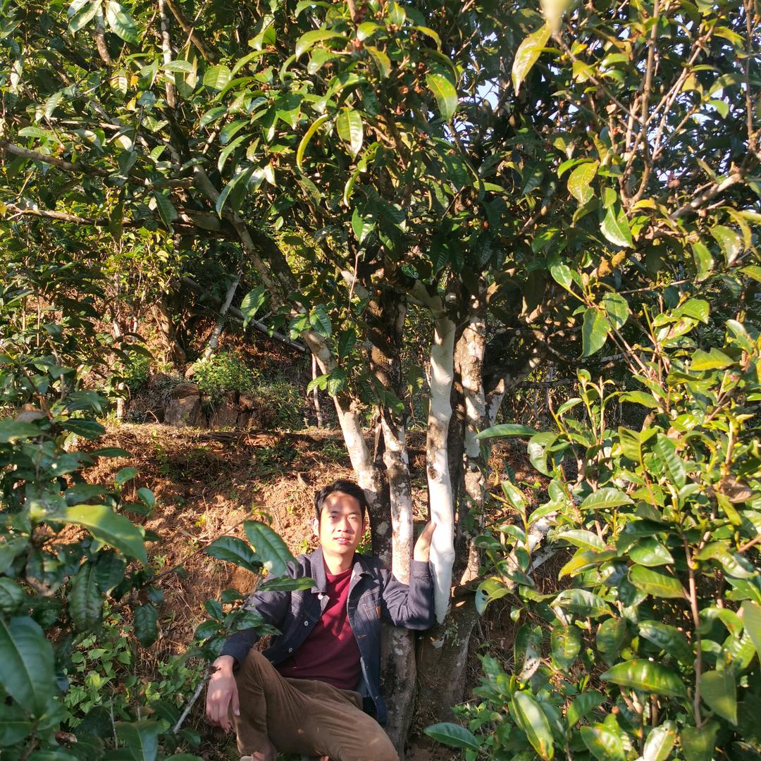 临沧勐库大户赛120号源头茶农普洱茶