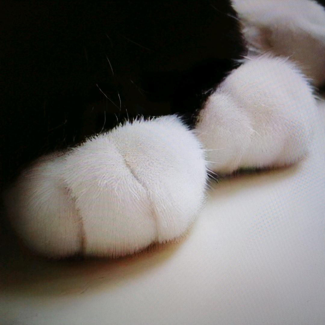 寻梅猫80