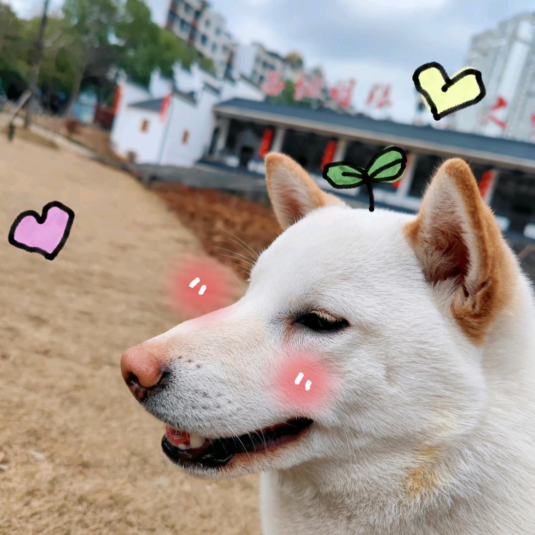 小嘎呆卷卷儿