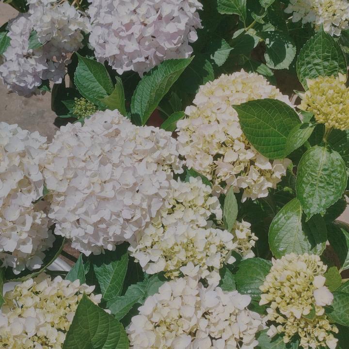 🕊এ᭄贺贺꧔ꦿ᭄