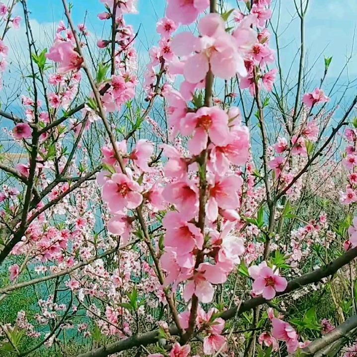 安鑫.