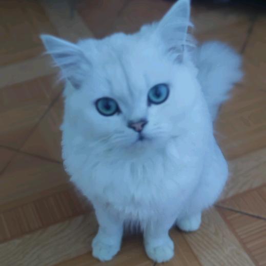 龙凤呈祥么么哒￥