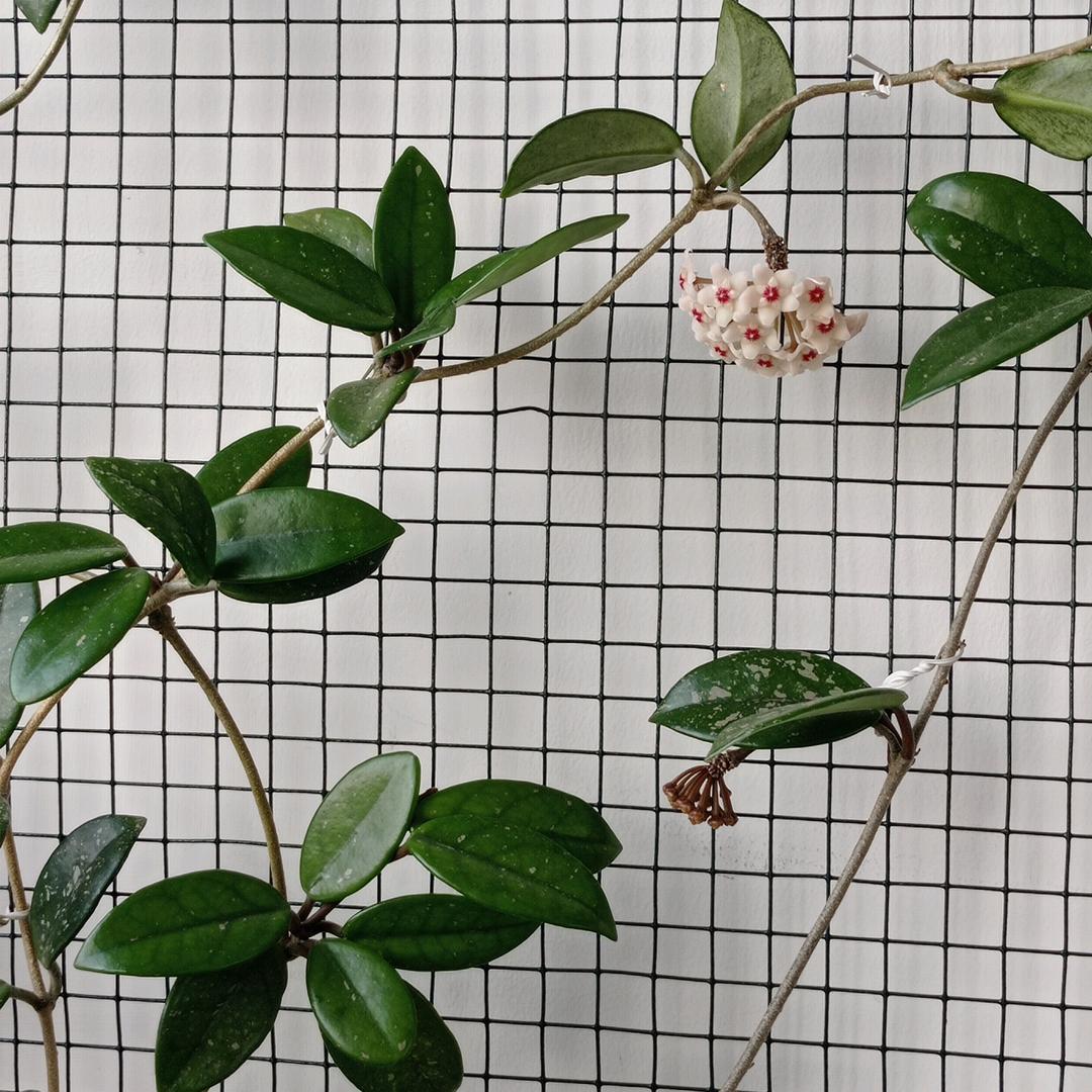 芳姐#
