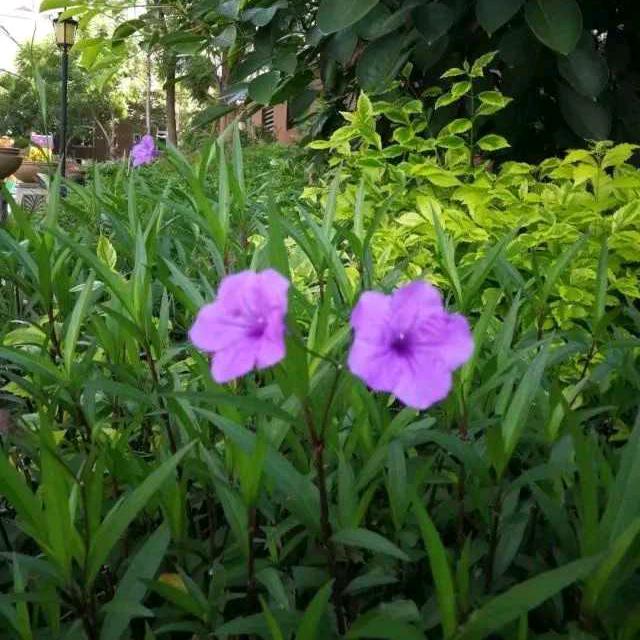 蓝贝沉淀