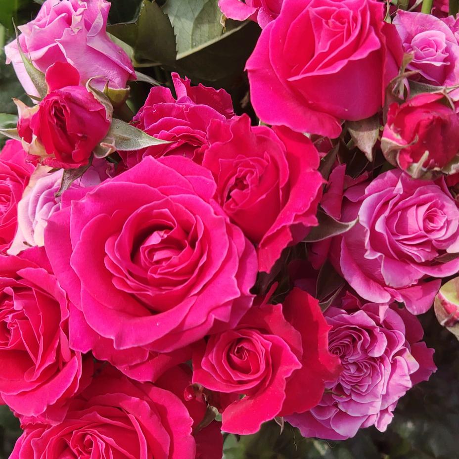 💞꧔ꦿ᭄喻你有关张大嘴💕 ❧⁵²⁰