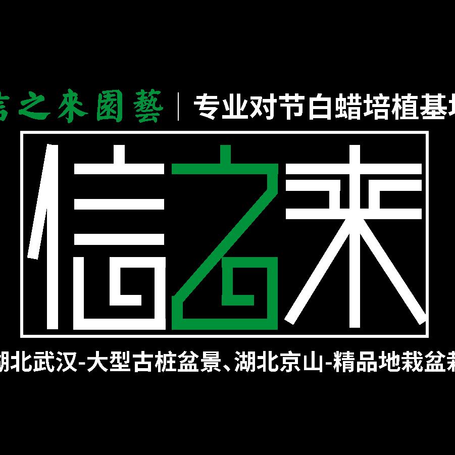 湖北信之来罗汉松