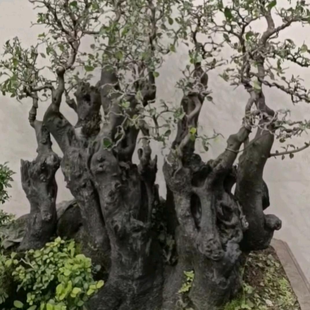 合江县雨杭金弹子种植场